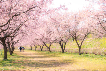 Fototapeta premium Beautiful landscape of cherry blossom trees in rural area in Saitama, Japan during springtime.