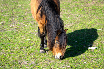 a beautiful brown pony in his park