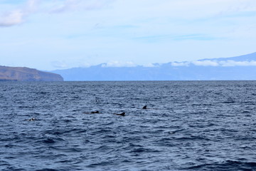 Obraz premium pilot whales swimming in atlantic ocean in front of teide, tenerife, canary islands in spain