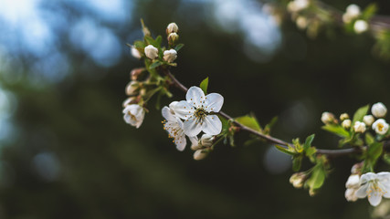 Fruit flower in spring time 