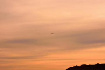 Seagull silhouette over golden sky