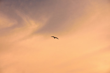 Seagull silhouette over golden sky