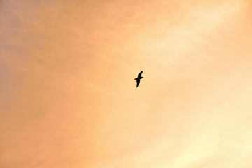 Fototapeta na wymiar Seagull silhouette over golden sky