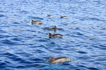 Fototapeta premium dolphins swimming in atlantic ocean in front of la gomera, canary islands in spain