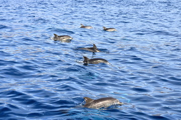 Naklejka premium dolphins swimming in atlantic ocean in front of la gomera, canary islands in spain