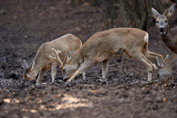 Roe deer group in the forest
