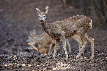 Roe deer group in the forest