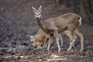 Roe deer group in the forest