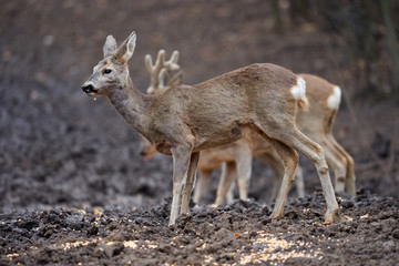 Roe deer group in the forest