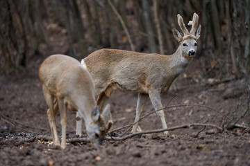 Roe deer group in the forest