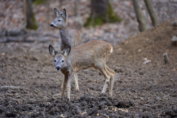 Fototapeta premium Roe deer group in the forest