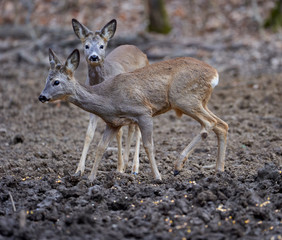 Roe deer group in the forest