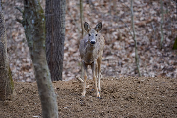 Roe deer group in the forest