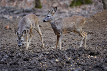 Roe deer group in the forest