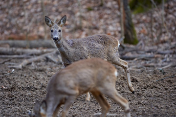 Roe deer group in the forest