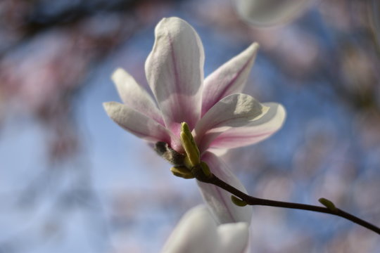 Magnolienbl&uuml;te (Magnolia)