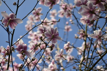 Blühender Magnolienbaum (Magnolia)