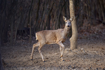 Beautiful roe deer