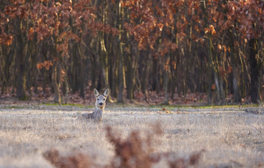 Beautiful roe deer