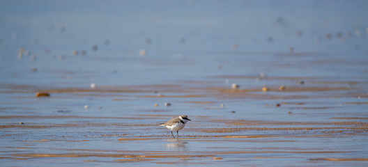 Vendée: Plover with interrupted collar or Gravelot with interrupted collar (Charadrius alexandrinus) on the beach of Brétignolles sur mer.