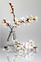 branch of a blossoming cherry in a glass vase on a white background
