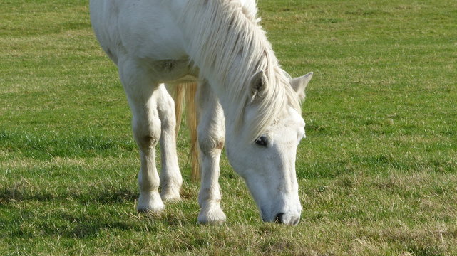 White Horse at meadows