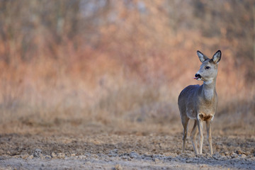 Beautiful roe deer