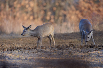 Beautiful roe deer