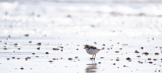  Vendée: Plover with interrupted collar or Gravelot with interrupted collar (Charadrius alexandrinus) on the beach of Brétignolles sur mer.