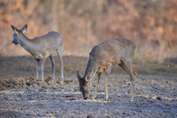 Roe deer group in the forest