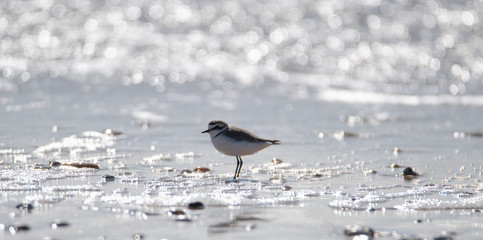 Vendée: Plover with interrupted collar or Gravelot with interrupted collar (Charadrius alexandrinus) on the beach of Brétignolles sur mer.