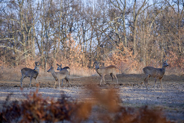 Roe deer group in the forest