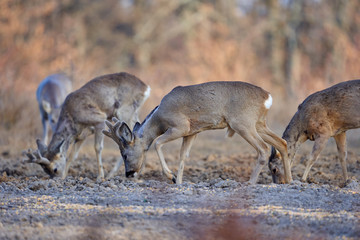 Roe deer group in the forest