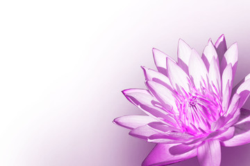 Creative composition with the image of a water lily flower close-up on a white and pink field.