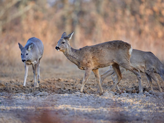 Roe deer group in the forest