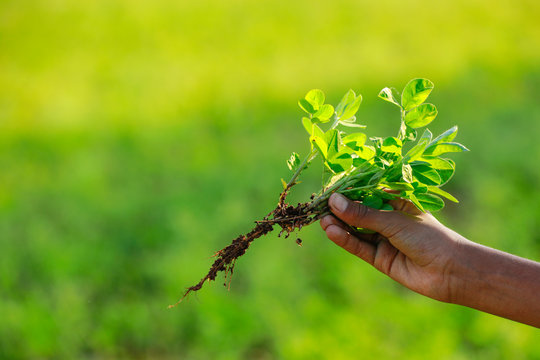 Fenugreek plant with root in hand
