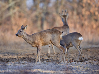 Roe deer group in the forest