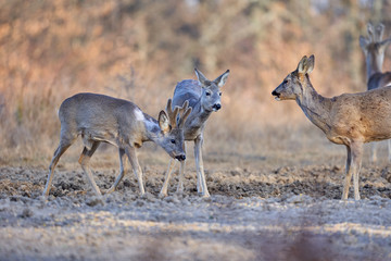 Obraz na płótnie Canvas Roe deer group in the forest