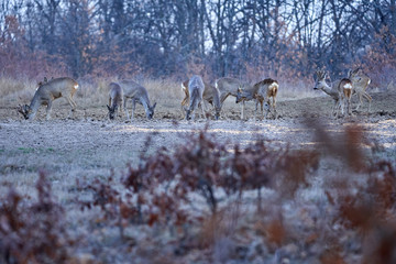 Roe deer group in the forest