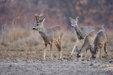 Roe deer group in the forest