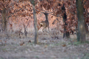 Beautiful roe deer