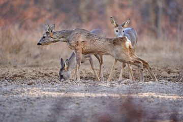 Roe deer group in the forest