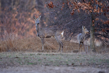 Roe deer group in the forest