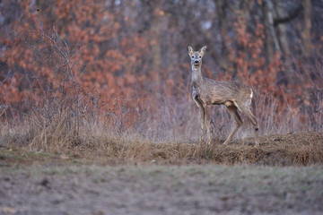 Beautiful roe deer