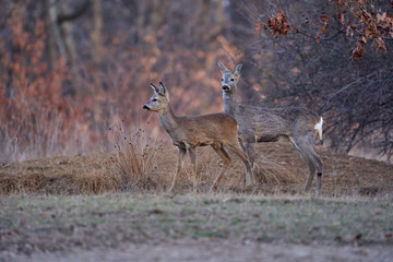 Roe deer group in the forest