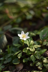 Buschwindröschen (Anemone nemorosa)