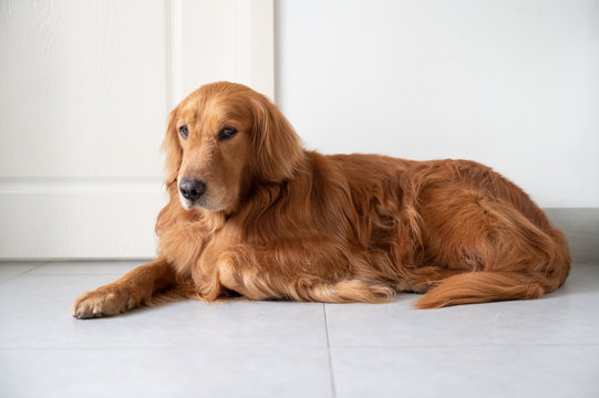 Golden Retriever Lying On The Floor