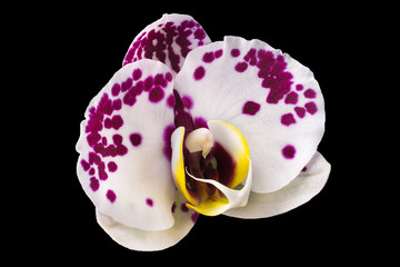 Extreme close up of pink phalaenopsis or Moth orchid from isolated on black
