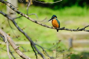 kingfisher on branch