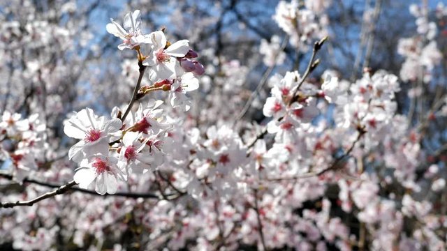 春の日本の桜と花見